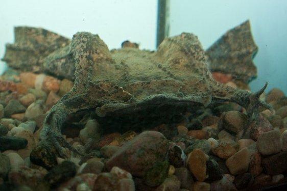 Surinam Kurbağası: Pipa Pipa