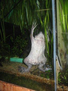 Surinam Kurbağası: Pipa Pipa