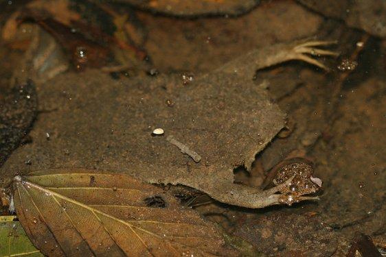 Surinam Kurbağası: Pipa Pipa