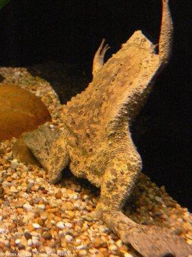 Surinam Kurbağası: Pipa Pipa