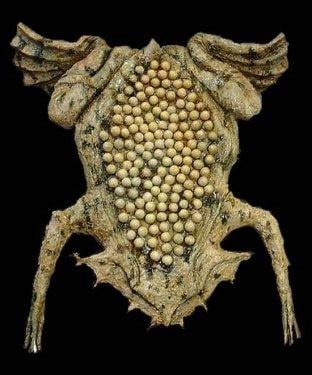 Surinam Kurbağası: Pipa Pipa