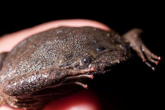 Surinam Kurbağası: Pipa Pipa