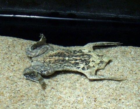 Surinam Kurbağası: Pipa Pipa