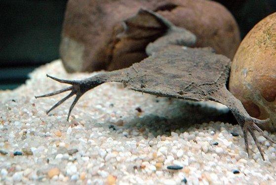 Surinam Kurbağası: Pipa Pipa