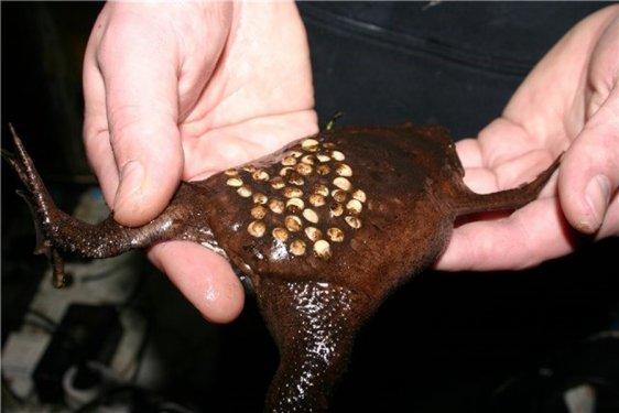 Surinam Kurbağası: Pipa Pipa