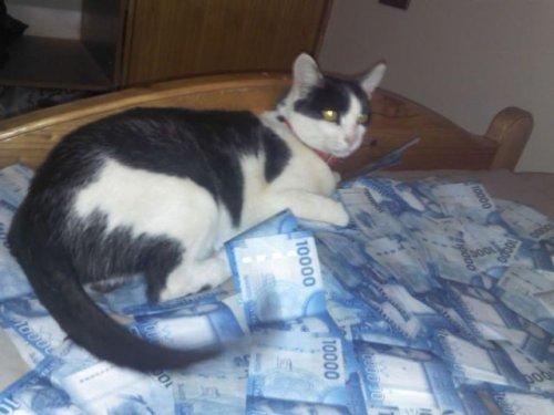 İnternette dolaşan zengin kedi fotoğrafları