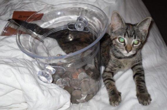 İnternette dolaşan zengin kedi fotoğrafları