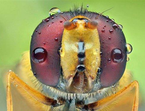 Sineklerin gözlerindeki müthiş detaylar