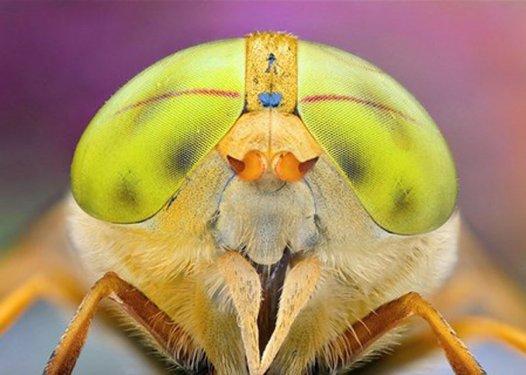Sineklerin gözlerindeki müthiş detaylar