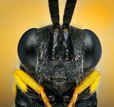 Sineklerin gözlerindeki müthiş detaylar