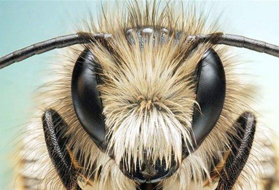 Sineklerin gözlerindeki müthiş detaylar