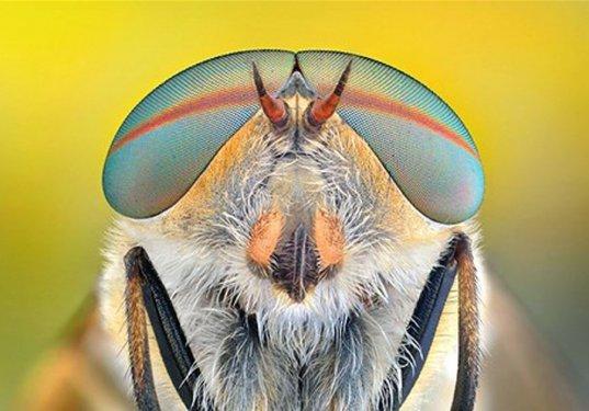 Sineklerin gözlerindeki müthiş detaylar