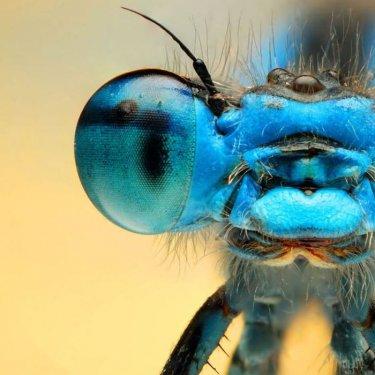 Sineklerin gözlerindeki müthiş detaylar