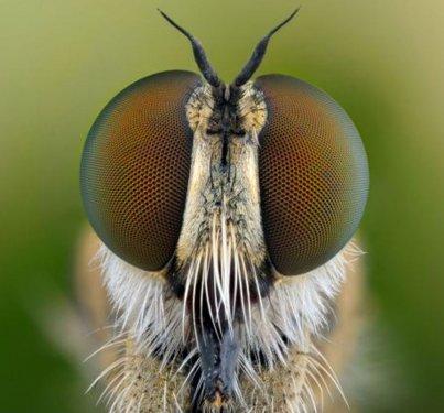 Sineklerin gözlerindeki müthiş detaylar