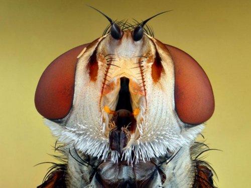 Sineklerin gözlerindeki müthiş detaylar