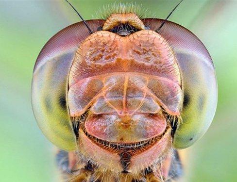 Sineklerin gözlerindeki müthiş detaylar