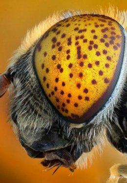 Sineklerin gözlerindeki müthiş detaylar