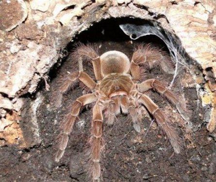 Kuşlarla beslenen tarantula