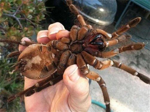 Kuşlarla beslenen tarantula