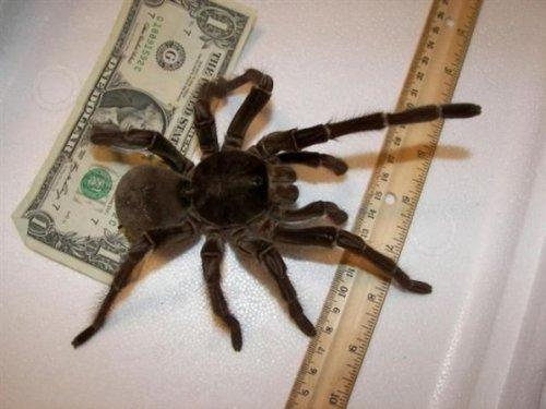 Kuşlarla beslenen tarantula