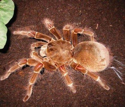 Kuşlarla beslenen tarantula