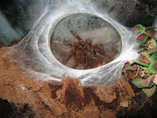 Kuşlarla beslenen tarantula