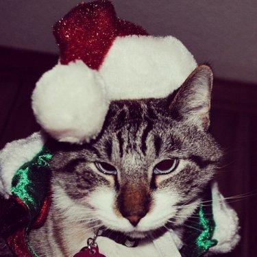 Facebook fenomeni şaşı kedi