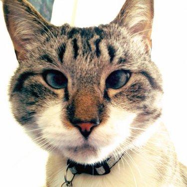 Facebook fenomeni şaşı kedi