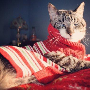 Facebook fenomeni şaşı kedi