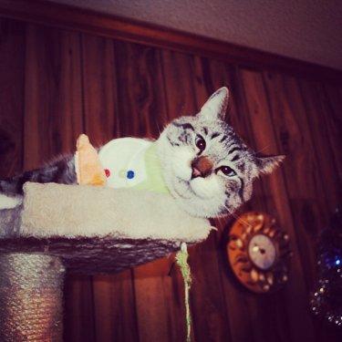 Facebook fenomeni şaşı kedi