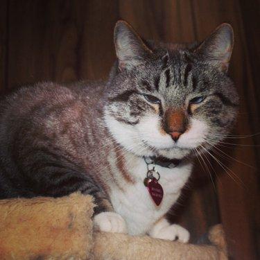 Facebook fenomeni şaşı kedi