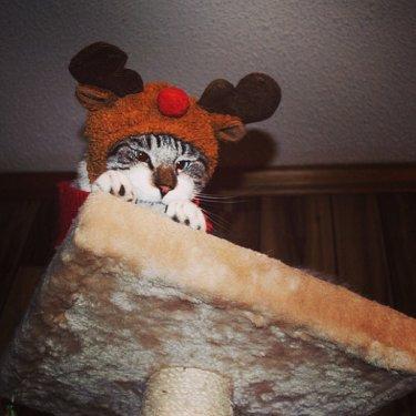 Facebook fenomeni şaşı kedi