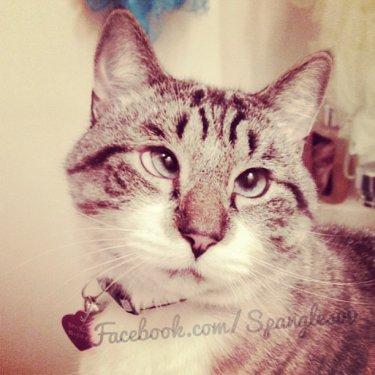 Facebook fenomeni şaşı kedi