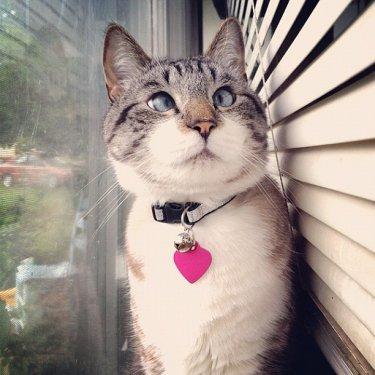 Facebook fenomeni şaşı kedi