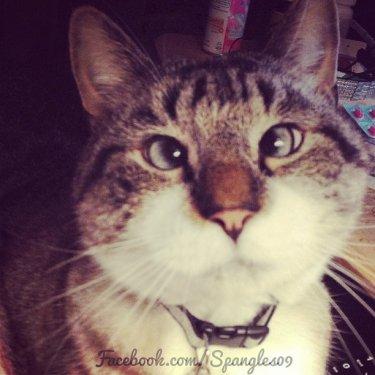 Facebook fenomeni şaşı kedi