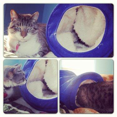 Facebook fenomeni şaşı kedi