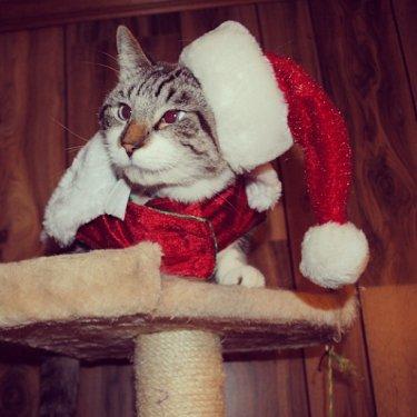 Facebook fenomeni şaşı kedi