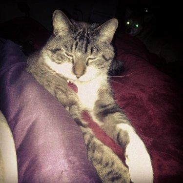 Facebook fenomeni şaşı kedi