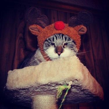 Facebook fenomeni şaşı kedi