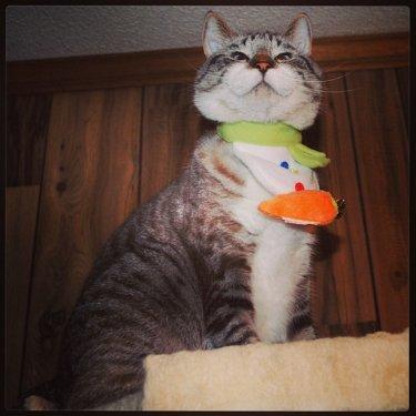 Facebook fenomeni şaşı kedi