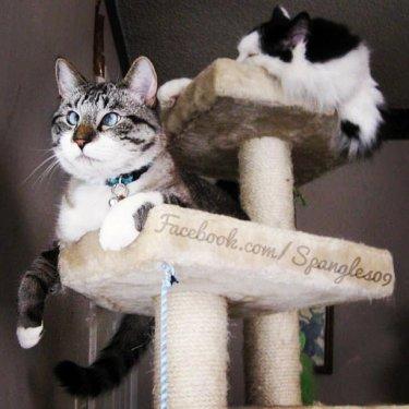 Facebook fenomeni şaşı kedi