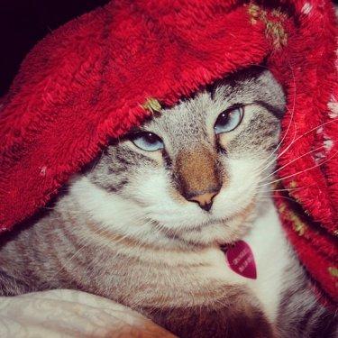 Facebook fenomeni şaşı kedi