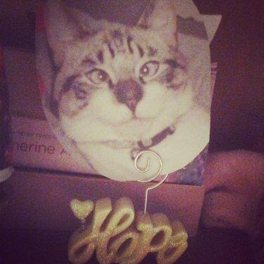 Facebook fenomeni şaşı kedi