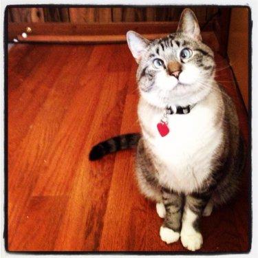 Facebook fenomeni şaşı kedi