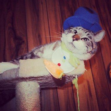 Facebook fenomeni şaşı kedi