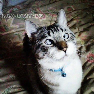 Facebook fenomeni şaşı kedi