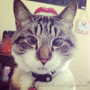 Facebook fenomeni şaşı kedi