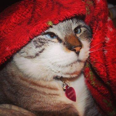 Facebook fenomeni şaşı kedi