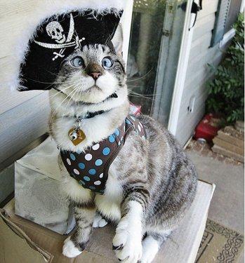 Facebook fenomeni şaşı kedi