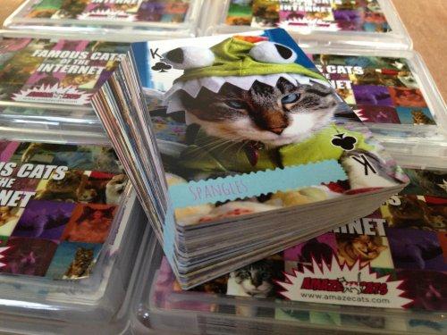 Facebook fenomeni şaşı kedi